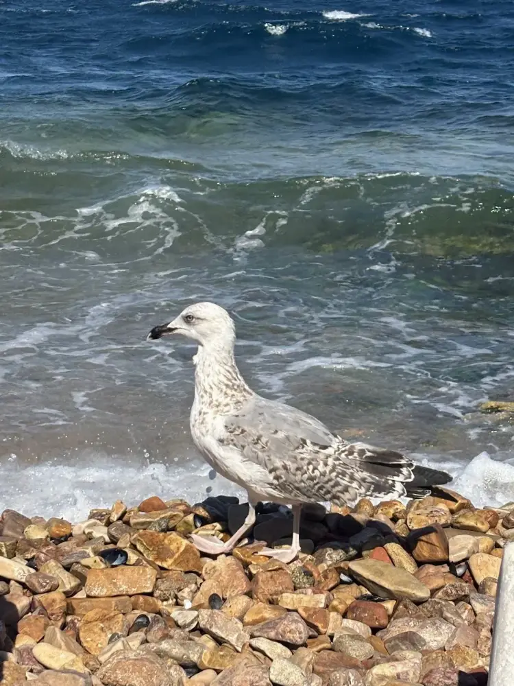 Ayka Beach — Yüzme Havuzları, Adalar · fotoğraf 4