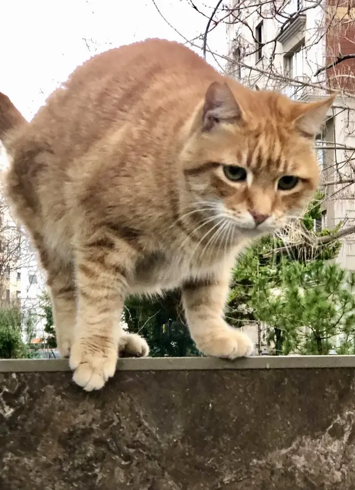 nazlı yüzme havuzu — Yüzme Havuzları, Kadıköy · fotoğraf 2