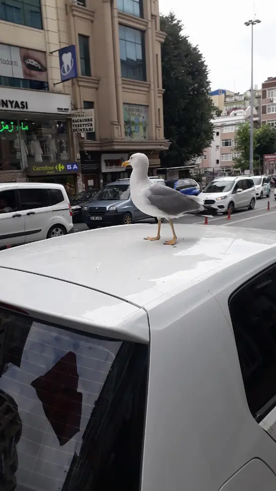 Ziraat Bankası Vatancaddesi/İstanbul Şubesi — Bankalar, Fatih · fotoğraf 2