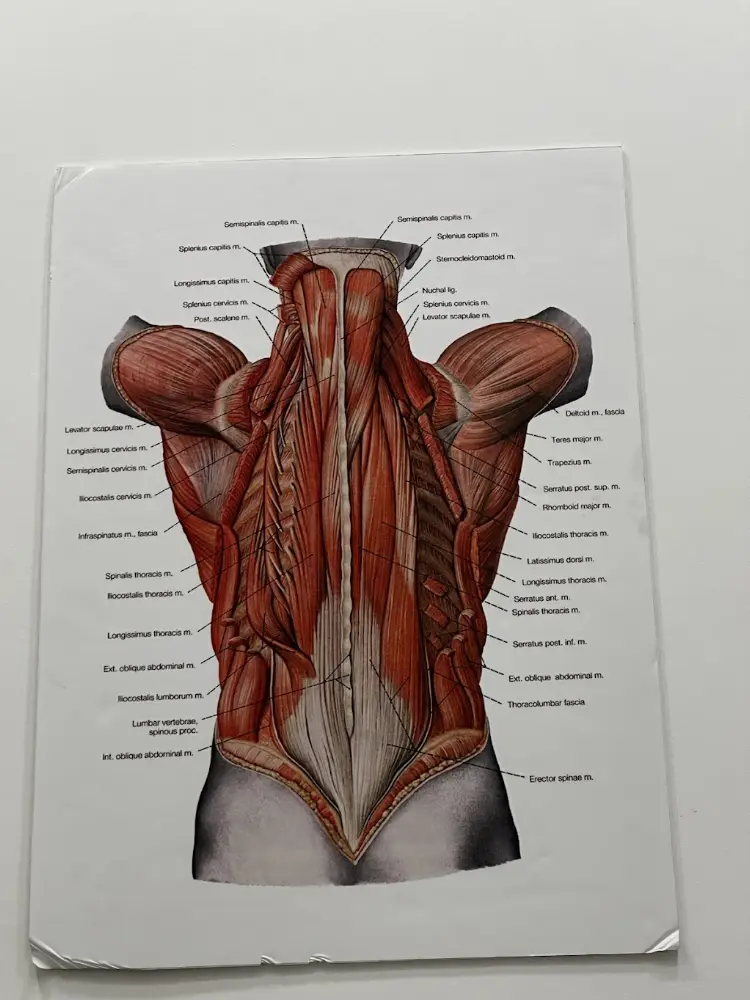 Fiztherapy Fizyoterapi ve Danışmanlık — Fizyoterapistler, Maltepe · fotoğraf 4