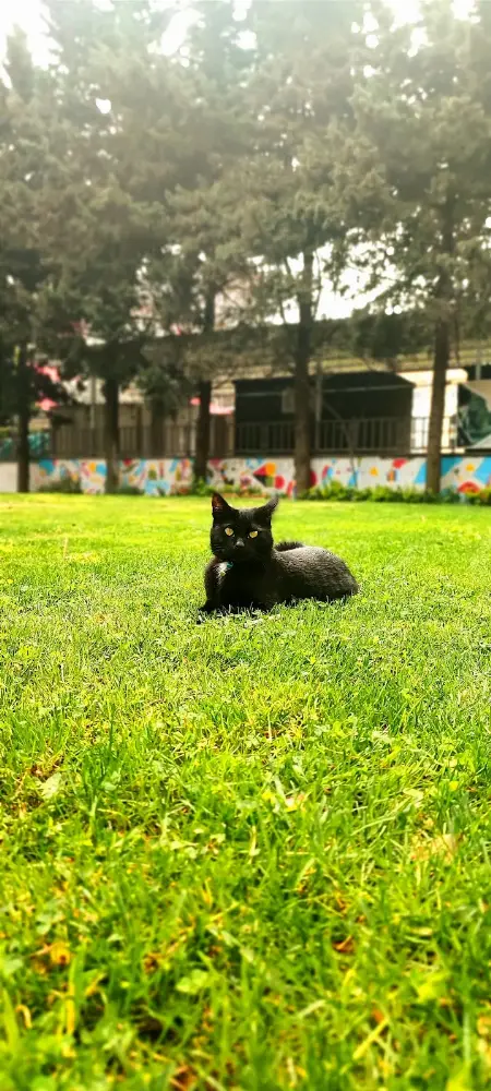 GSB YALOVA GENÇLİK MERKEZİ — Yüzme Havuzları, Merkez · fotoğraf 2
