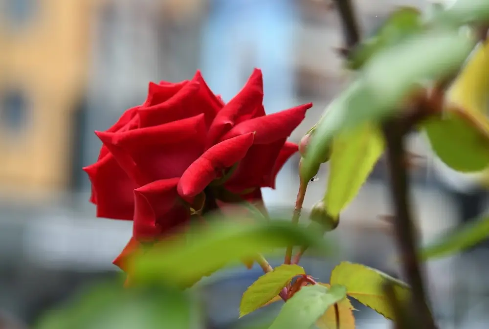 Sanlı Fotoğrafçılık — Fotoğraf Stüdyoları, Kadıköy · fotoğraf 4