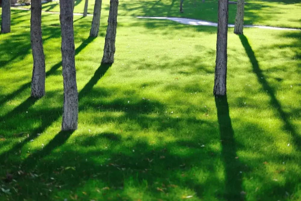 Ağaçlı Yüzme Havuzu — Yüzme Havuzları, Merkez · fotoğraf 4