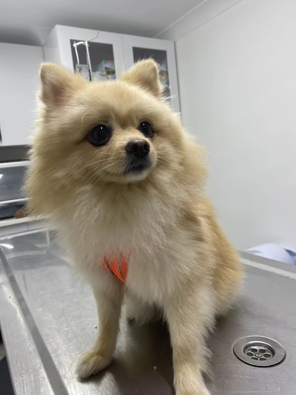 Çınarcık Teti Veteriner Kliniği — Eczaneler, Çınarcık · fotoğraf 1