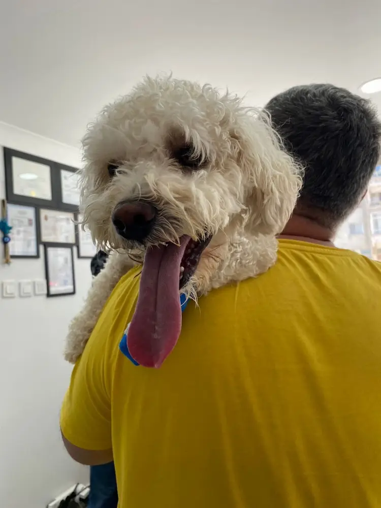 Çınarcık Teti Veteriner Kliniği — Eczaneler, Çınarcık · fotoğraf 4