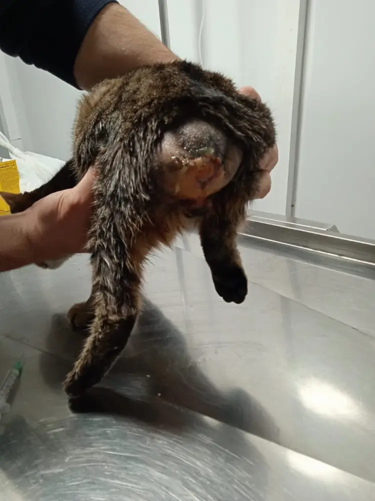 VetAge Veteriner Kliniği Çınarcık — Eczaneler, Çınarcık · fotoğraf 2