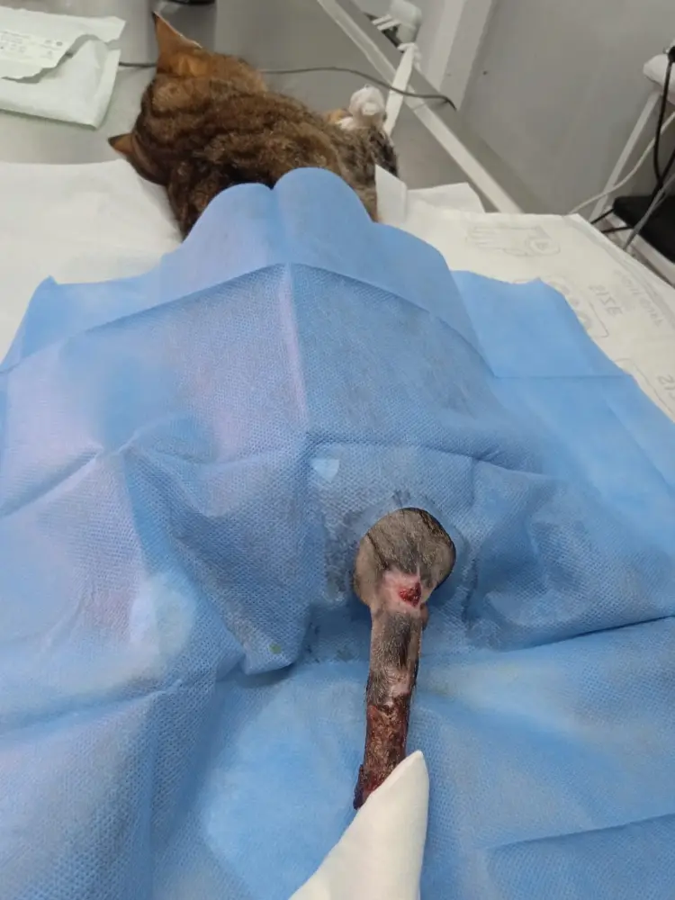 VetAge Veteriner Kliniği Çınarcık — Eczaneler, Çınarcık · fotoğraf 3