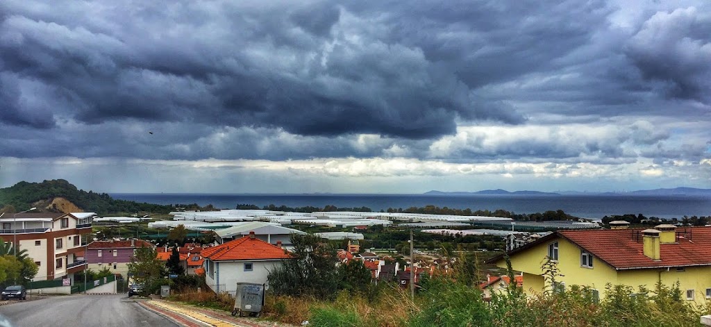 Kumsalda Balık