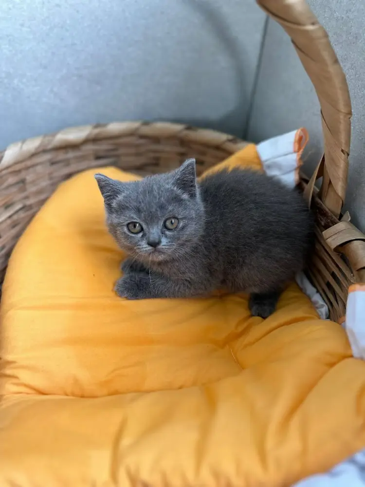 ÇINARCIK KÜÇÜK CANLAR PETSHOP & PET KUAFÖR — Kasaplar, Çınarcık · fotoğraf 3