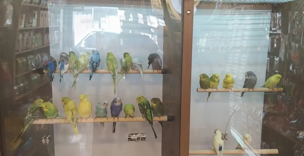 ÇINARCIK KÜÇÜK CANLAR PETSHOP & PET KUAFÖR — Kasaplar, Çınarcık · fotoğraf 4
