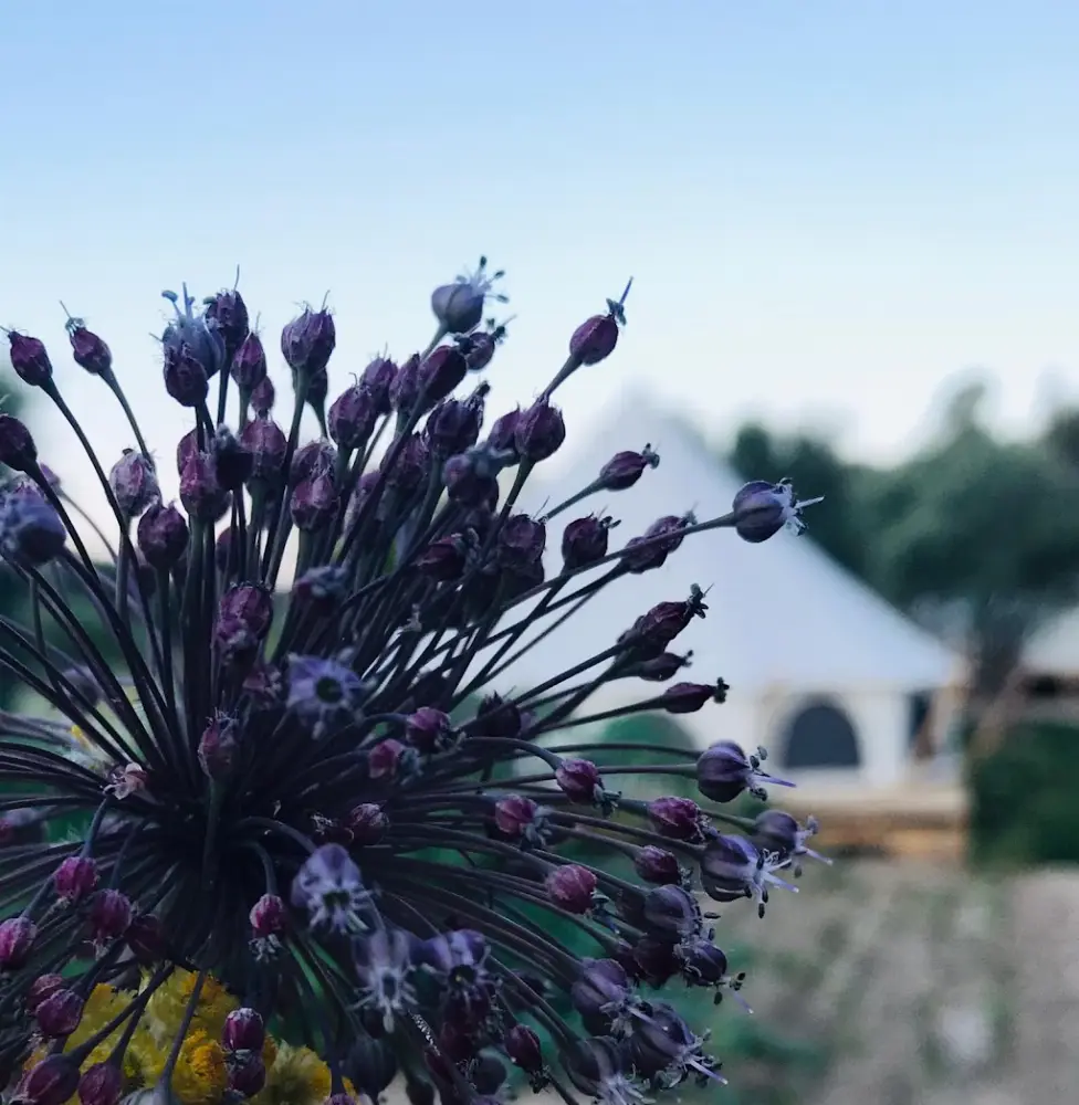 Capo Glamping — Kamp Alanları, Karaburun · fotoğraf 4