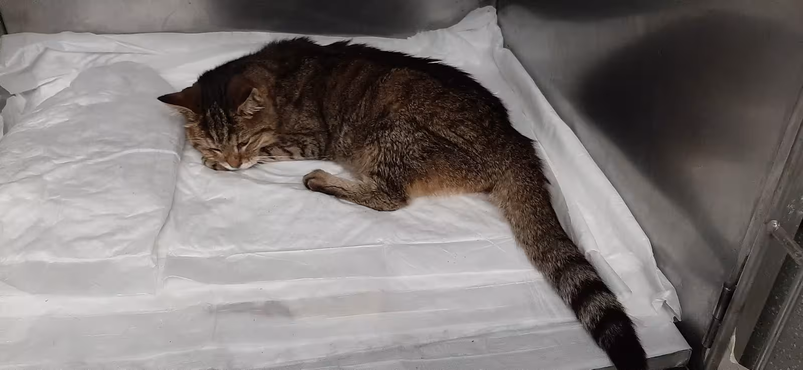 Boğaziçi Veteriner Polikliniği - görsel 4