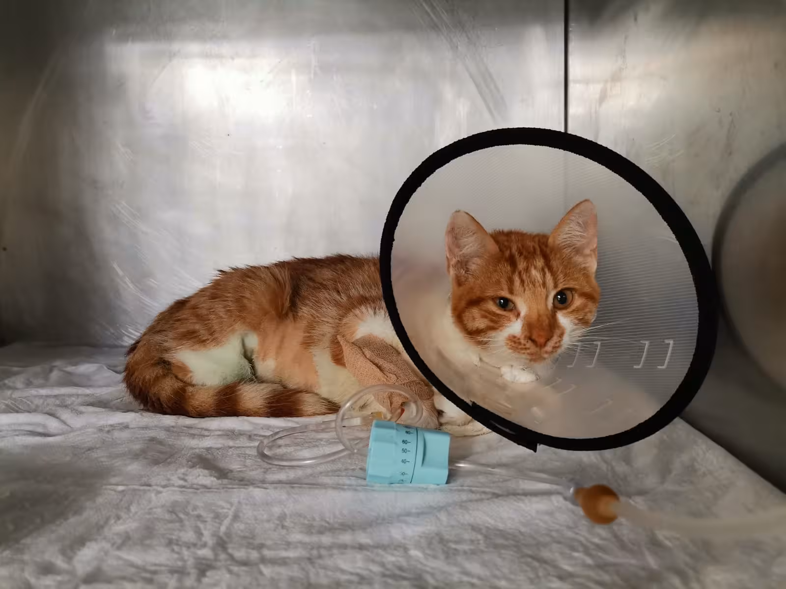 Boğaziçi Veteriner Polikliniği - görsel 5