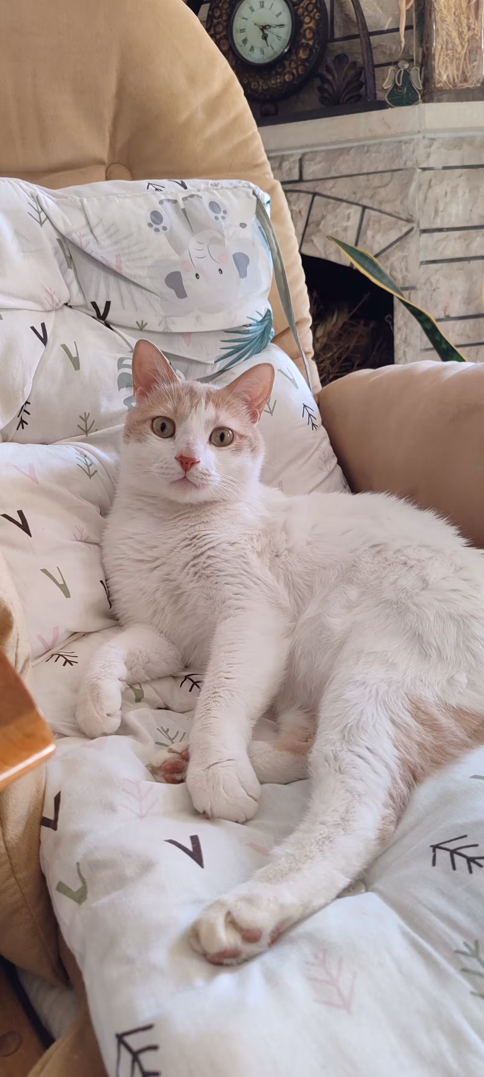 StarVet / Dikmen Veteriner Kliniği 7/24 - görsel 2