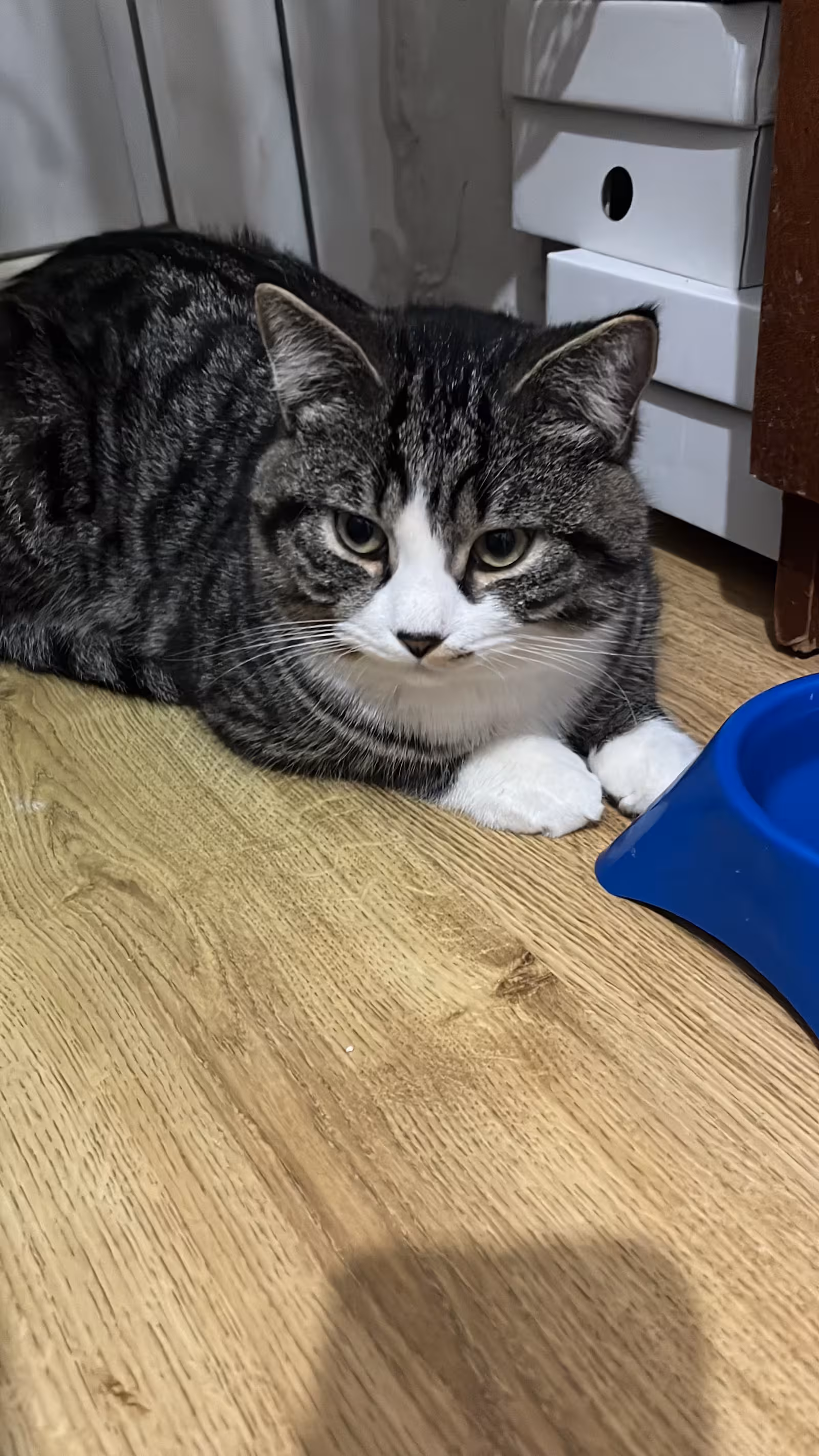 StarVet / Dikmen Veteriner Kliniği 7/24 - görsel 3
